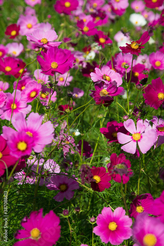 秋の花 たくさんのコスモス 