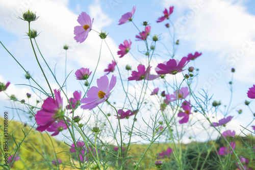 青い空をバックに、風に揺れながら綺麗に咲き誇る、ピンクと白のコスモス © 藤田 昌宏