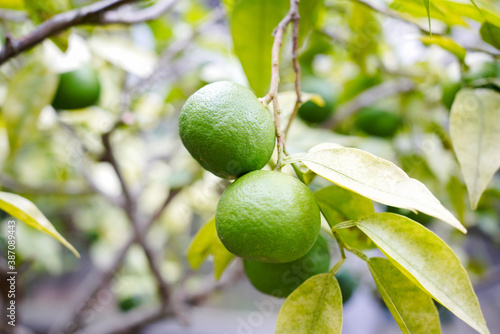 Wallpaper Mural 黄緑色のスダチ Torontodigital.ca