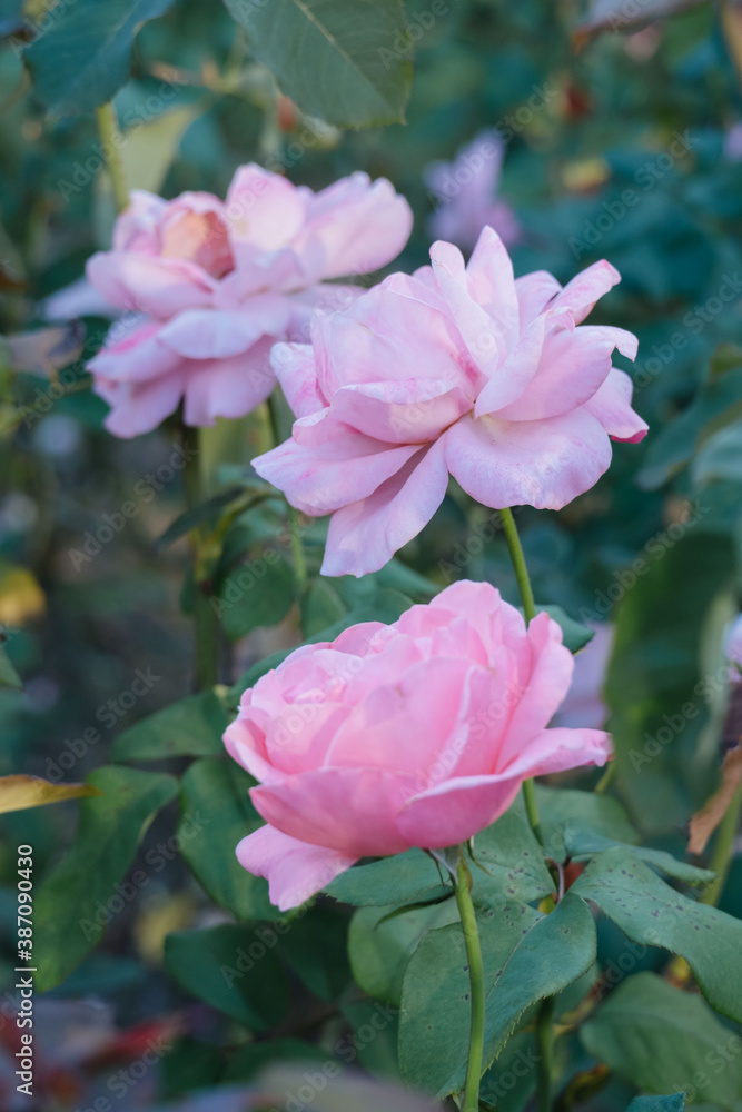 pastel soft pink rose on a blurred background