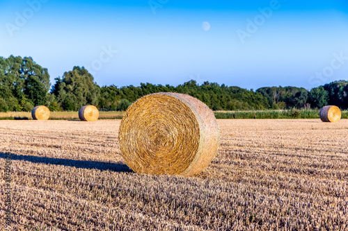 hay bales in the field