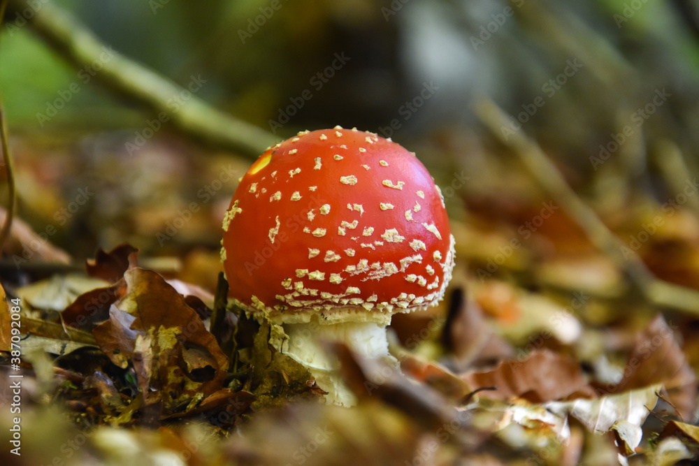 Amanita muscaria, Fly Agaric in moss in forest. Magic mushrooms background Amanita muscaria, Fly Agaric in moss in forest. Magic mushrooms background