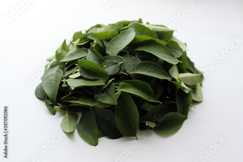 Green and Fresh Curry Leaves Indoor Photography