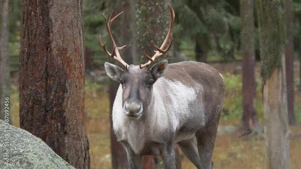 Medium shot of reindeer ruminating in wet, cold european forest on a cloudy day Medium shot of reindeer ruminating in wet, cold european forest on a cloudy day