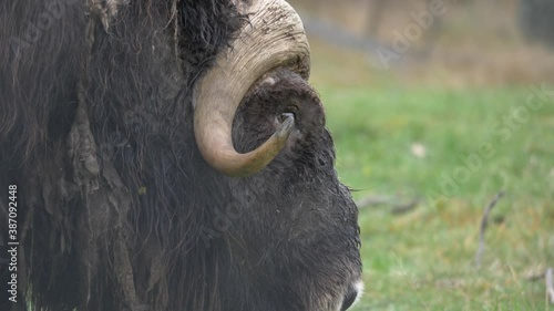 Close up profile shot of Musk Ox with dipped downward horns and shaggy, soaked fur coat in wet meadow, in a cold wet day photo