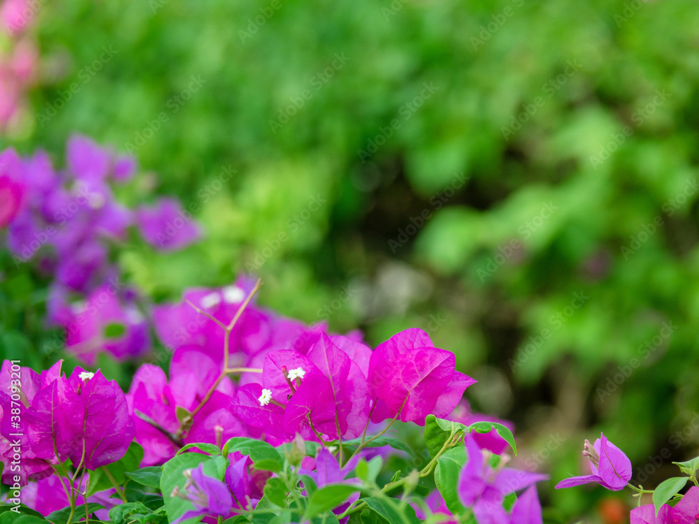 Pink bougainvillea flower with green leaf on tree, Floral background. Pink bougainvillea flower with green leaf on tree, Floral background.
