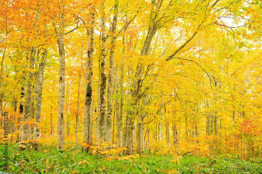 autumn leaves in the forest autumn leaves in the forest