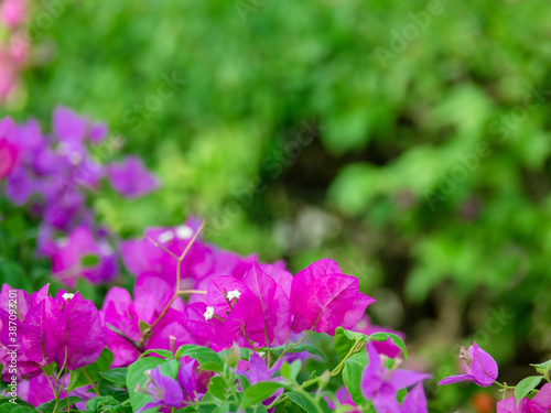 Pink bougainvillea flower with green leaf on tree  Floral background.