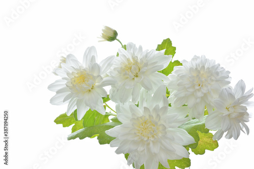 白い菊の花
