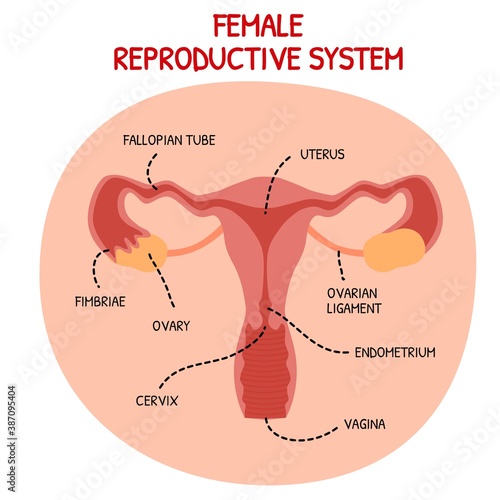 female reproductive system 