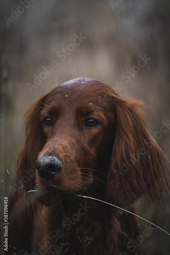 adorable portrait of amazing healthy old irish setter male in the quarry