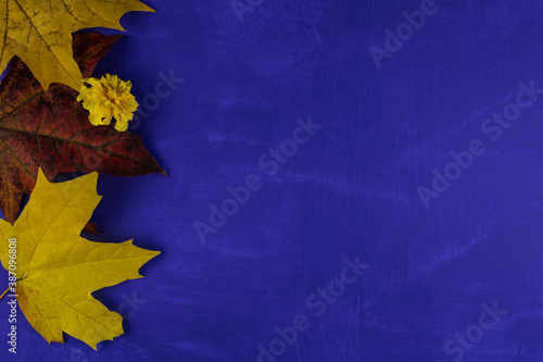 Autumn maple leaves and yellow flower
