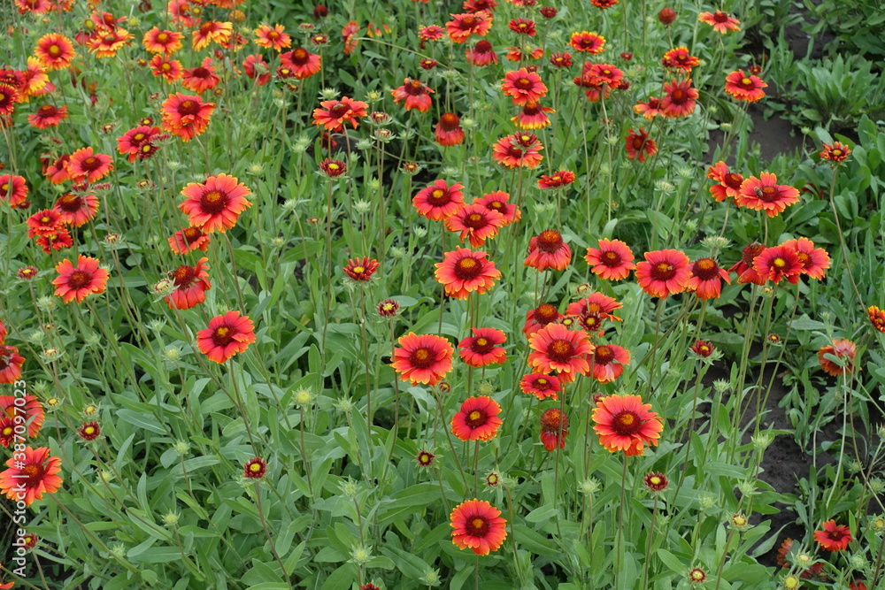 A lot of red and yellow flowers of Gaillardia aristata in June