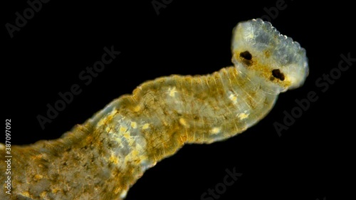 Leech Hirudinea, Baicalobdella torquata under a microscope, family Piscicolidae, endemic to Lake Baikal. Usually sucks blood from Amphipods, Identified by Irina Kaygorodova. front part with suction photo