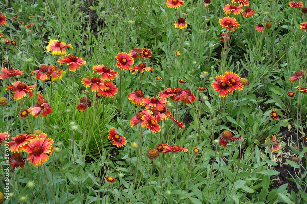 Green foliage and red flowers of Gaillardia aristata in June Green foliage and red flowers of Gaillardia aristata in June
