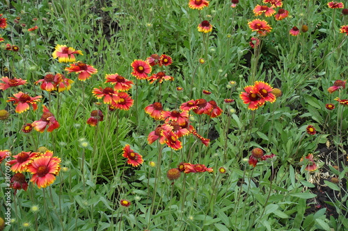 Green foliage and red flowers of Gaillardia aristata in June