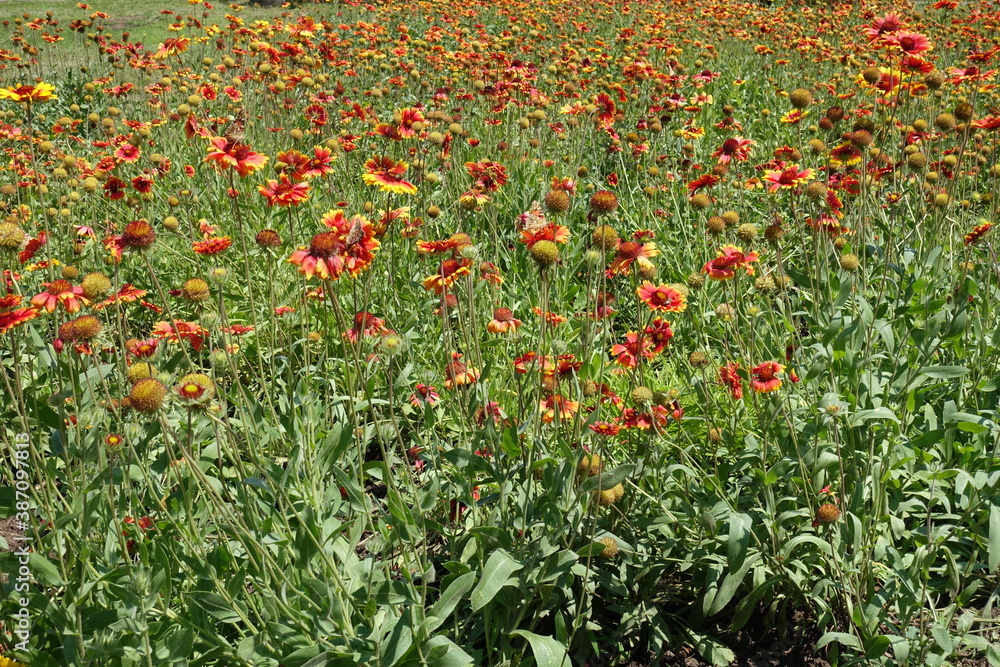 Lots of red and yellow flowers of Gaillardia aristata in mid June