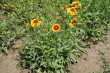 Yellow and red flowers of Gaillardia aristata in May