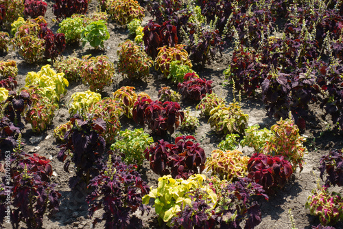 Colorful foliage of various cultivars of Coleus scutellarioides in July © Anna