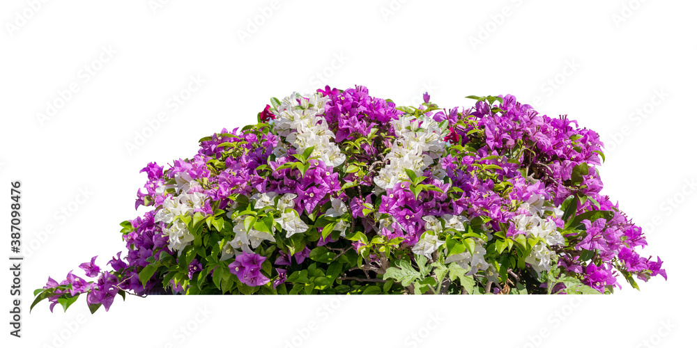 Bush of bougainvillea fresh blooming on isolated white background with copy space and clipping path.