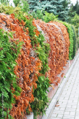 Thuja, Hecke, Thujahecke mit vertrockneten Bäumen, geschädigt durch Trockenheit und Schädlinge, Hecke mit schadhaften Stellen, Schäden durch Trockenheit photo