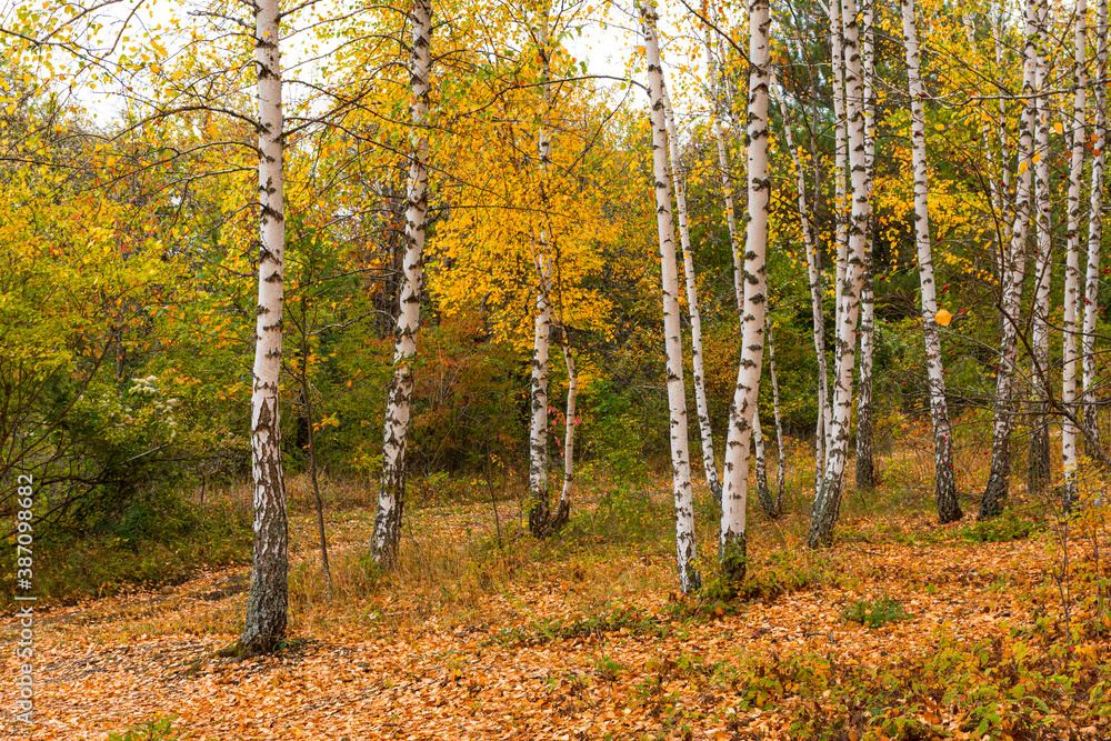 Fototapeta premium Autumn birch forest horizontal composition. Colorful bright yellow birch grove. The natural background. Slender white trunks in the soft sunlight. The concept of Golden autumn. Relaxation and privacy.