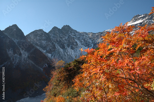 the fruits of mountain ash - autumn kamikochi / 紅葉したナナカマドの実 ＠北アルプス上高地