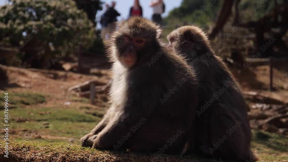 Monkeys Sitting in Wind in Japan