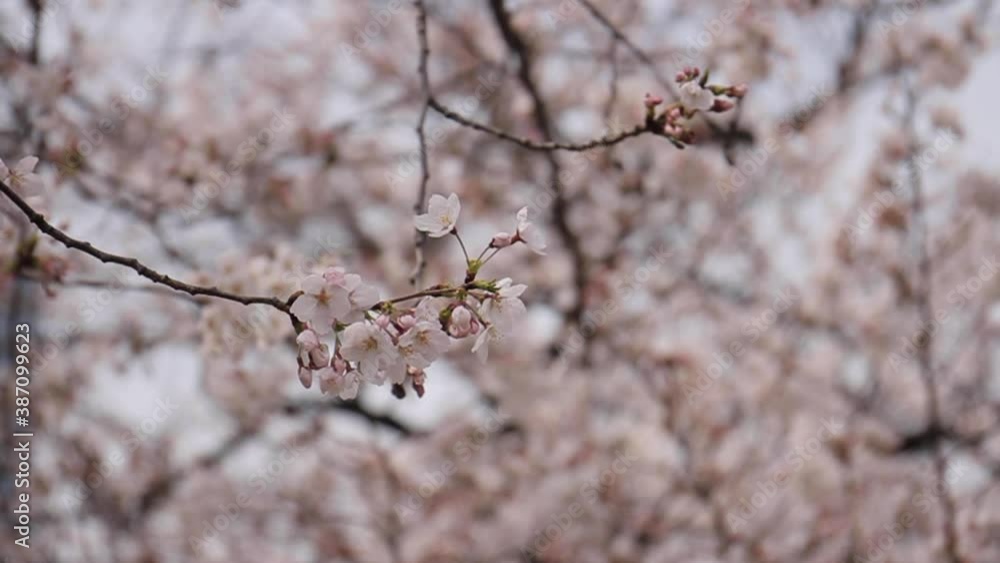 Cherry Blossoms in Full Bloom in Tokyo Japan Cherry Blossoms in Full Bloom in Tokyo Japan