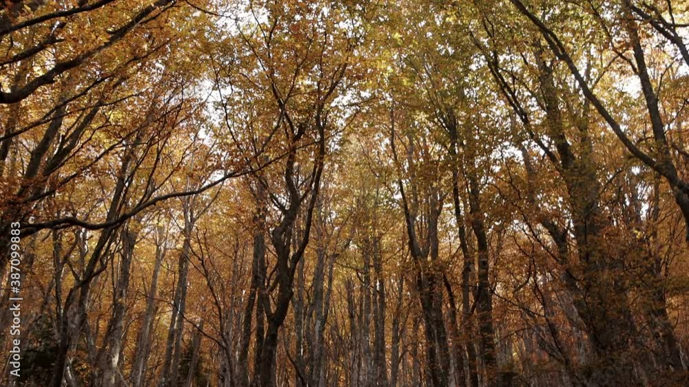Smooth Pan Up shot of the trees in a forest in Autumn. 4K Pro Res Smooth Pan Up shot of the trees in a forest in Autumn. 4K Pro Res