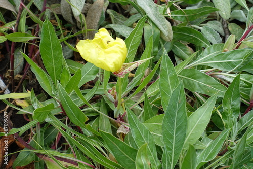 One yellow flower of Oenothera macrocarpa in July photo