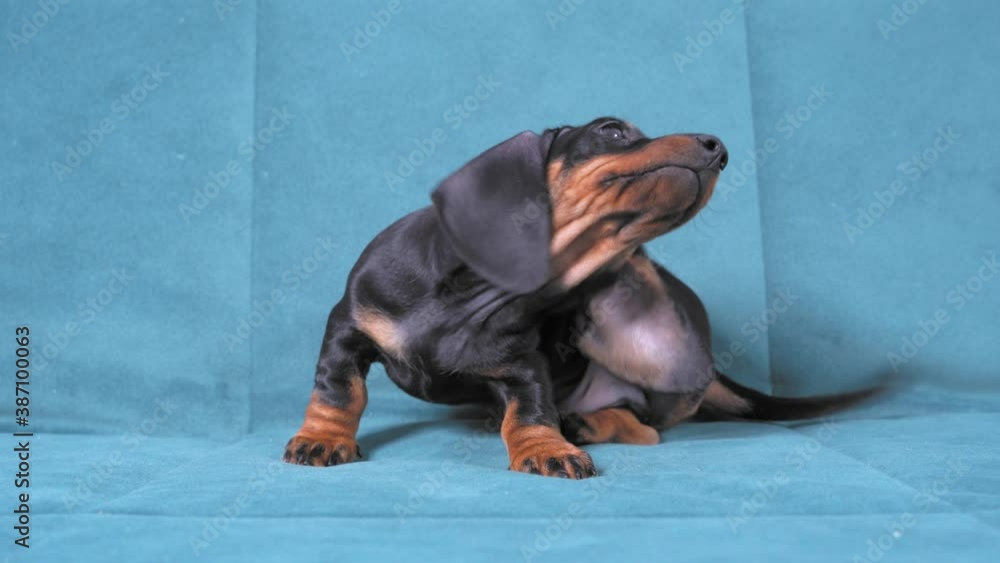 Adorable dachshund puppy sits on blue sofa and scratches behind its ear