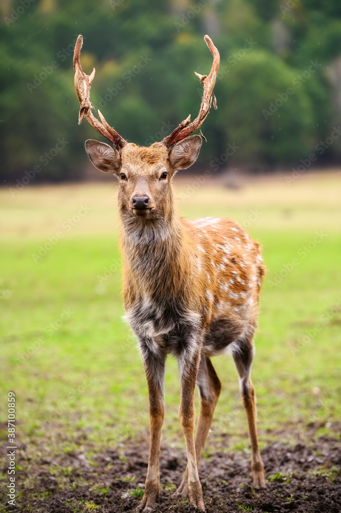 Fototapeta premium Wild white-tailed deer in a field.