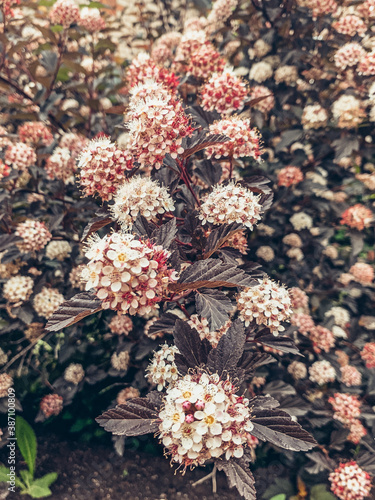 red and white flowers