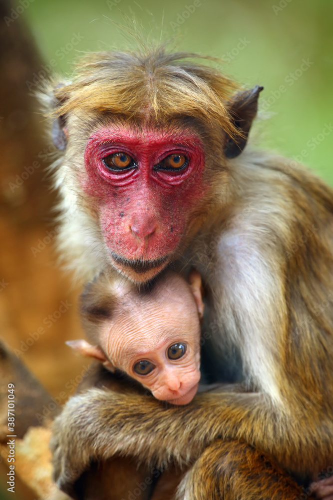 The toque macaque (Macaca sinica), mother and baby. Portrait of monkey mother with a baby in a natural environment. The toque macaque (Macaca sinica), mother and baby. Portrait of monkey mother with a baby in a natural environment.