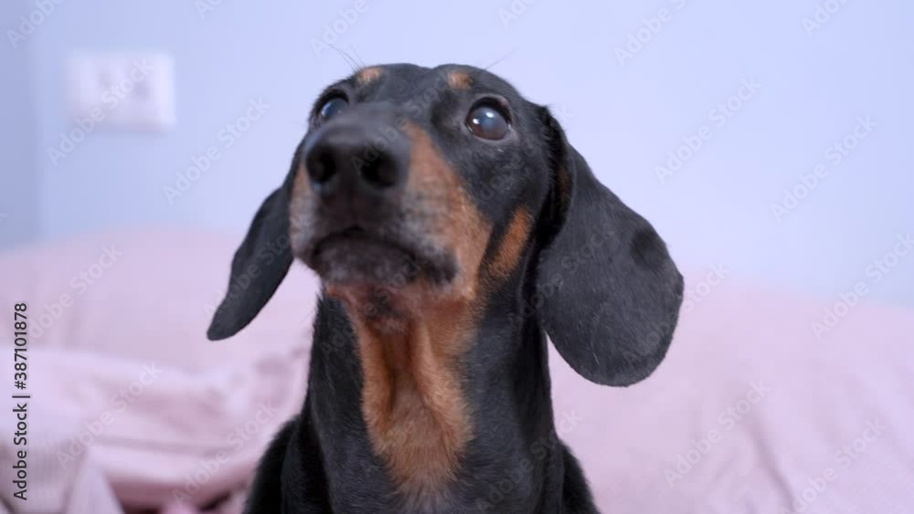 Obedient dachshund is watching something carefully, close up. Dog barks and plays with owner or waits patiently for attention, walking or feeding Obedient dachshund is watching something carefully, close up. Dog barks and plays with owner or waits patiently for attention, walking or feeding