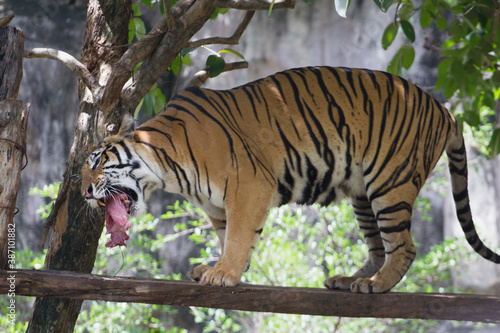 Fototapeta Naklejka Na Ścianę i Meble -  A Bengal tiger eating a piece of meat in a zoo.
