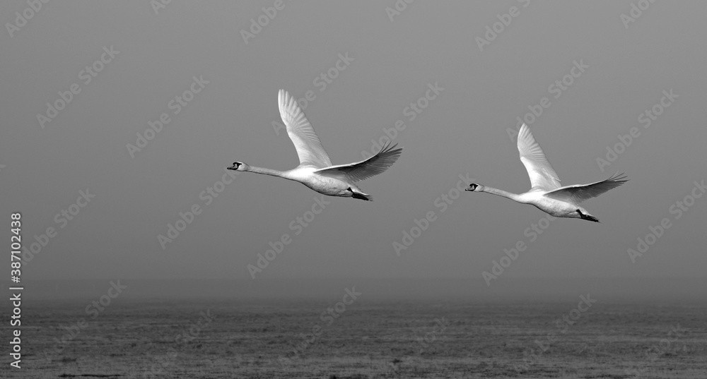 Mute swans approaching for landing Mute swans approaching for landing