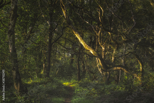 Creswells Piece. Vibrant green moody, ethereal UK forest woodland trees, and foliage. photo