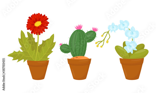 Fototapeta Naklejka Na Ścianę i Meble -  Flowers and Plants Growing in Ceramic Pots Vector Set