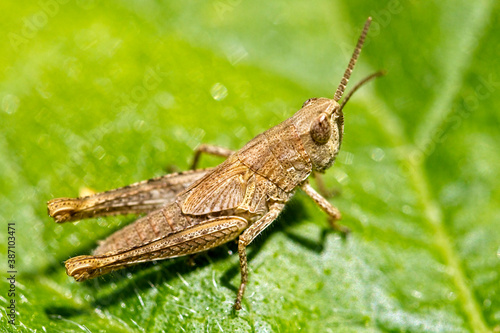 Meadow Grasshopper (Chorthippus parallelus), brown variety, Cornwall, England, UK.