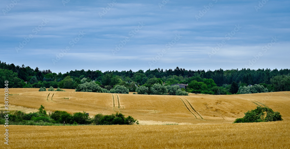 Sommerliche Weizenfelder mit Wegspuren und Schuppen bei Trampe in der Uckermark