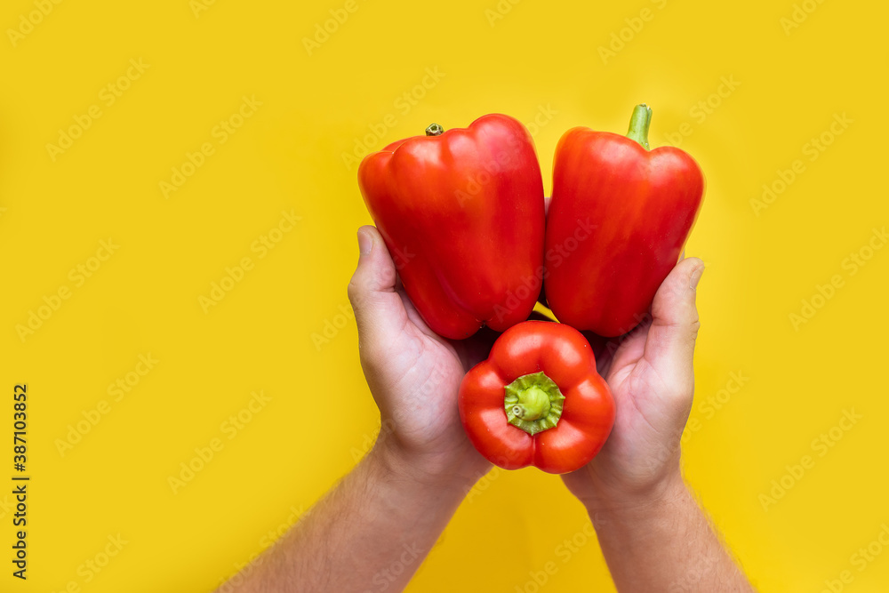 hands are holding many ripe fresh sweet peppers. Red vegetable ingredient. Healthy raw food vegan eco bio. Yellow background. place for text. copyspace. Banner hands are holding many ripe fresh sweet peppers. Red vegetable ingredient. Healthy raw food vegan eco bio. Yellow background. place for text. copyspace. Banner