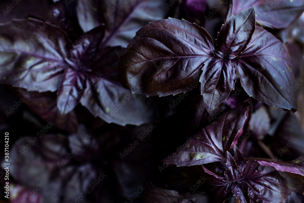 Ripe leaves of violet basil close-up. An herb bunch of aromatic basilic is an ingredient for pesto. Black low key still life. texture background organic nature plants Ripe leaves of violet basil close-up. An herb bunch of aromatic basilic is an ingredient for pesto. Black low key still life. texture background organic nature plants
