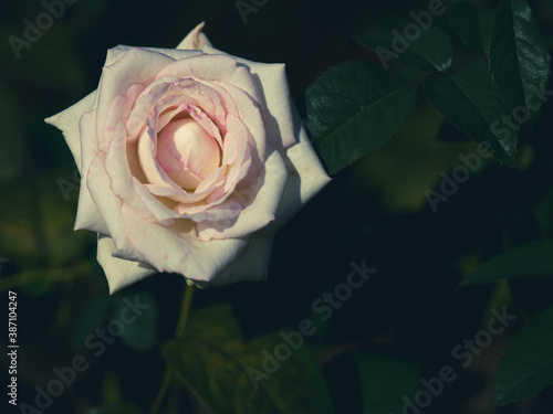 秋晴れの日の薔薇 photo