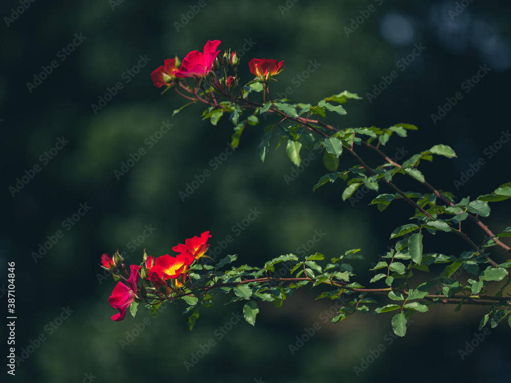 Fototapeta premium 秋晴れの日の薔薇