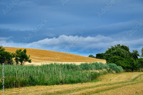 Dramatischer Wolkenhimmel über einem Kornfeld in der Uckermark