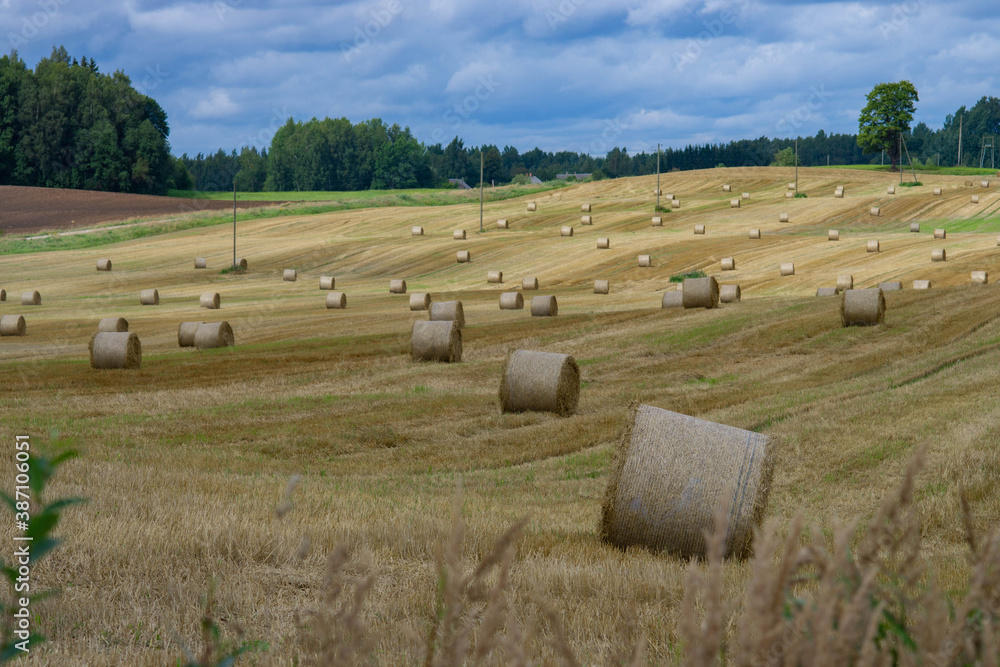 Stacks of hay on the field in autumn