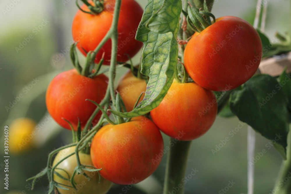 Bunches of red and yellow tomatoes hanging in a greenhouse