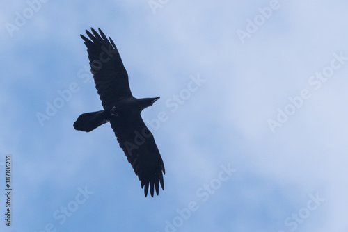 Isolated raven in flight with fully open wings